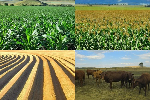 Commercial Property for Sale in Kestell Rural Free State